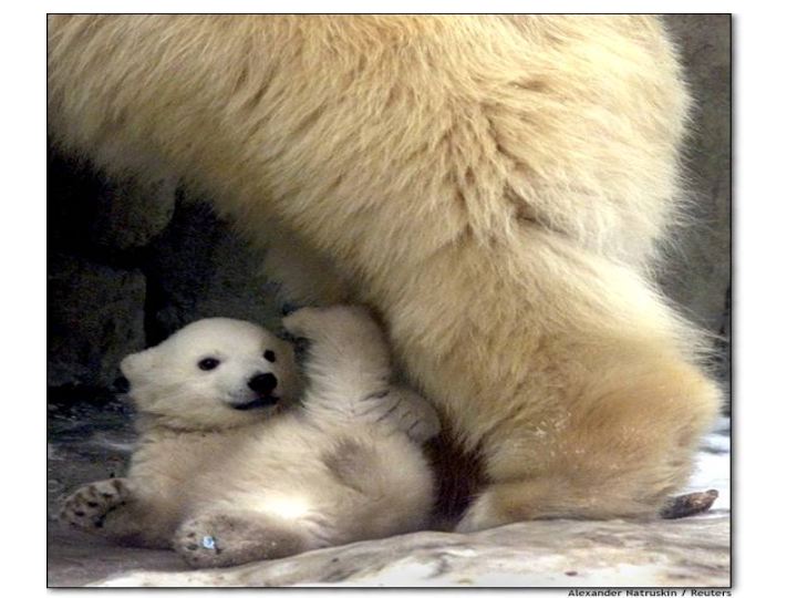 polar cub