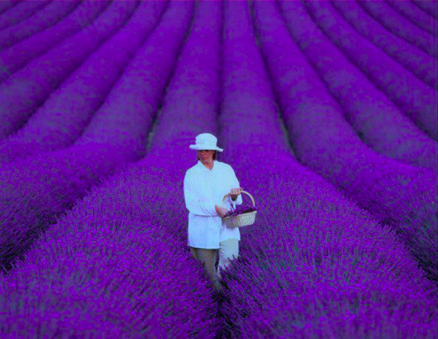 purple-field